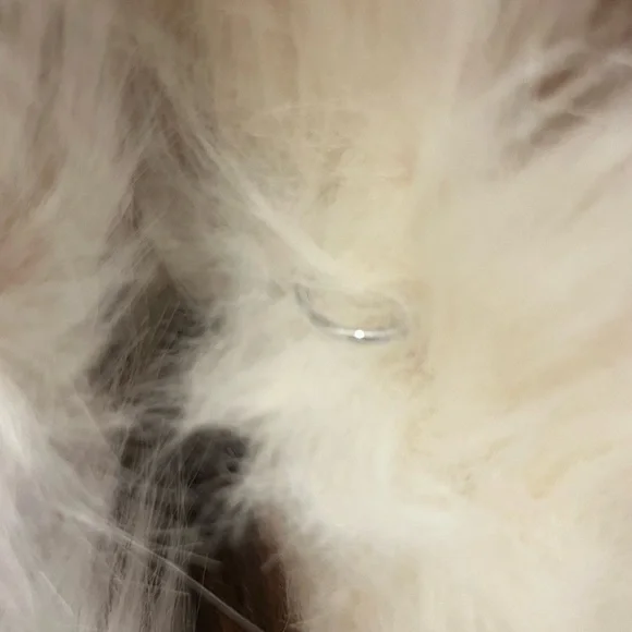 Azalea Wang size small Gorgeous Faux Fur Coat - Picture 6 of 11